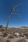 Boojum tree (Baja Callifornia, Mexico)