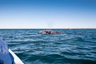 Baja Californa and Whale Watching