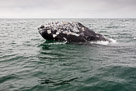 Baja Californa and Whale Watching